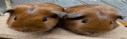 Guinea Pig rodents for sale: Bonded baby guinea pig boys for sale - Advert 3