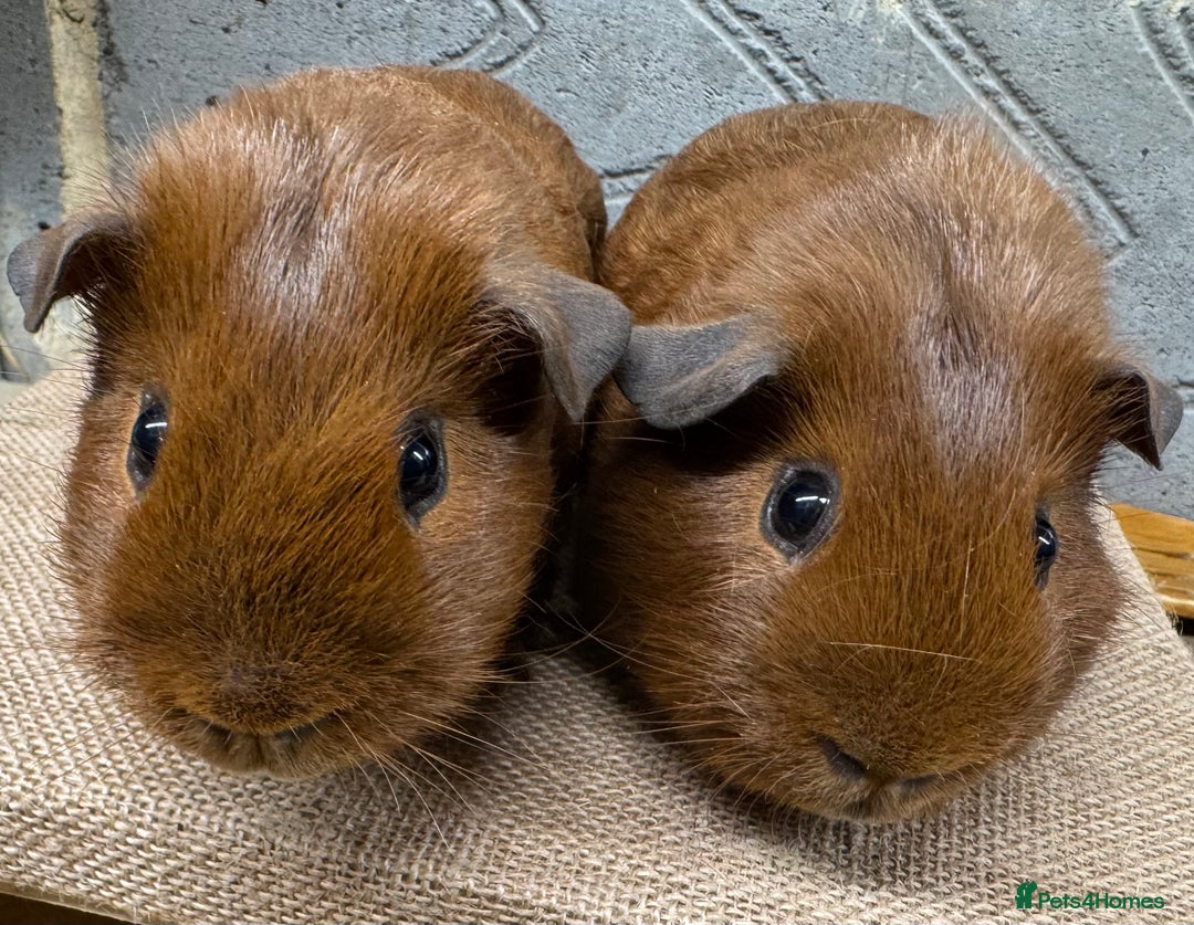 Guinea Pig rodents for sale: Bonded baby guinea pig boys for sale - Advert 3