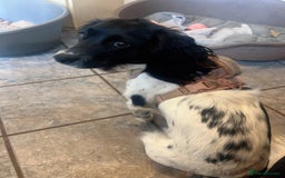 English Springer Spaniel dogs for sale: Poppy ( beautiful Angel) - Image 6