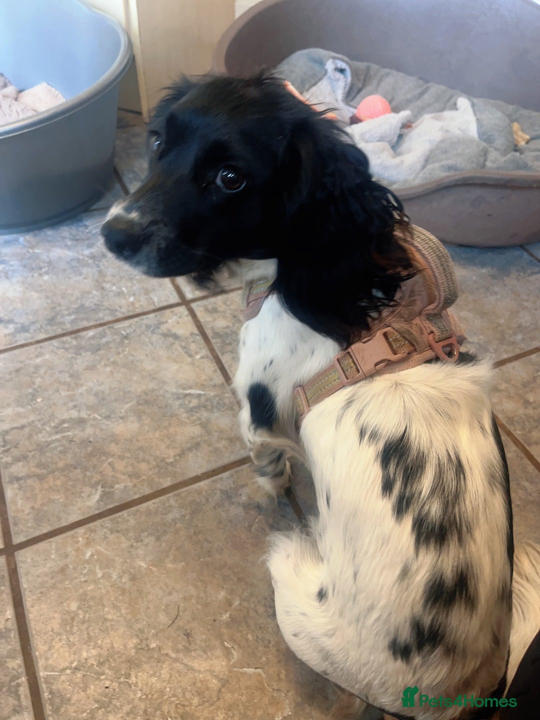 English Springer Spaniel dogs for sale: Poppy ( beautiful Angel) - Image 6