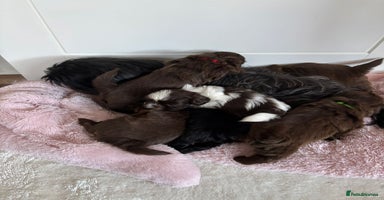 Shih Tzu dogs - Advert 12