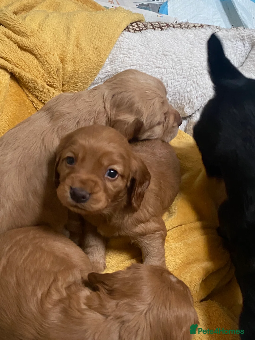 Cocker Spaniel dogs for stud: Outstanding OFTW Red Cocker, FULLY HEALTH TESTED in Bristol - Advert 22