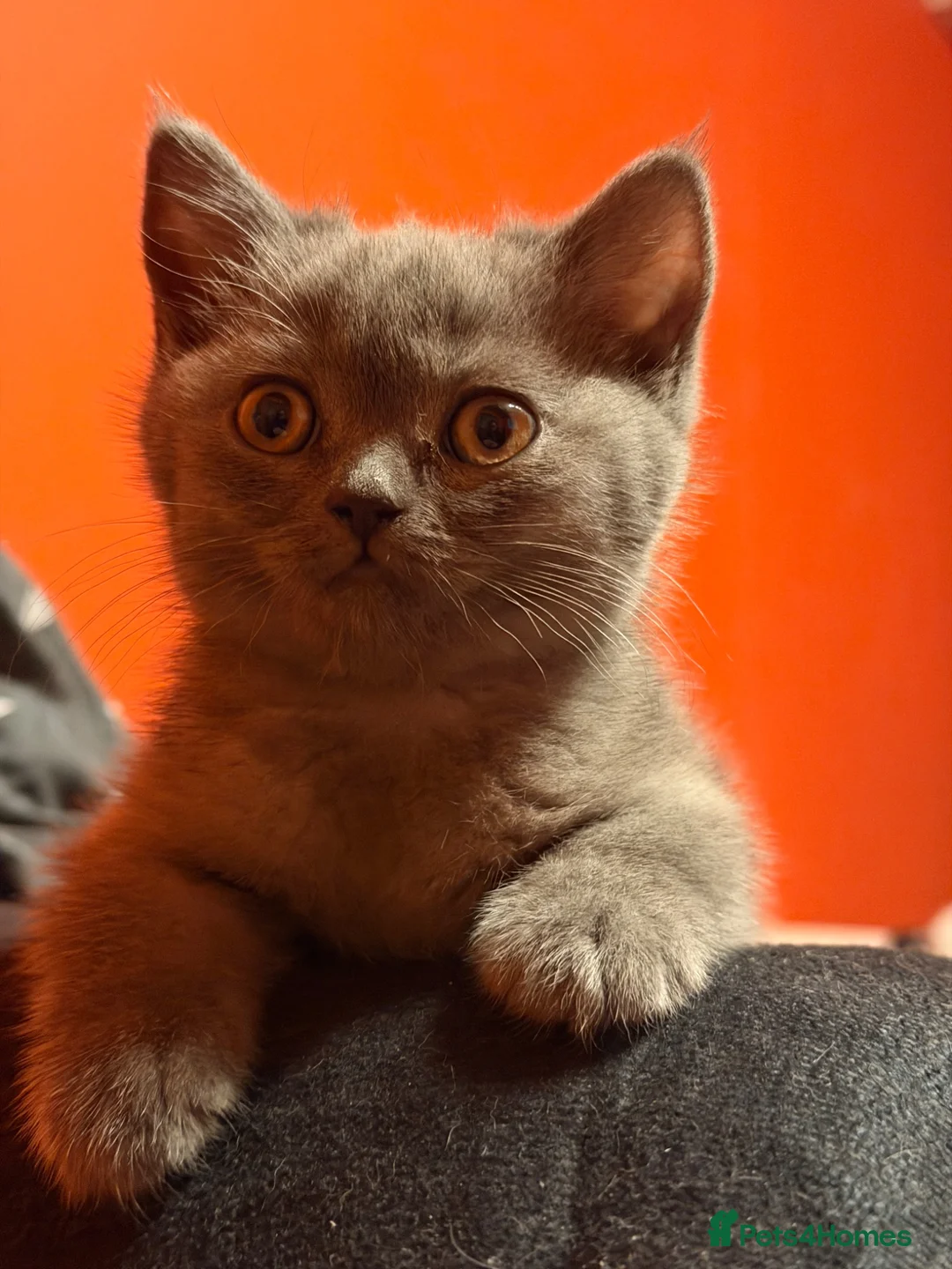 Mixed Breed cats for sale: kittens for sale - Advert 2