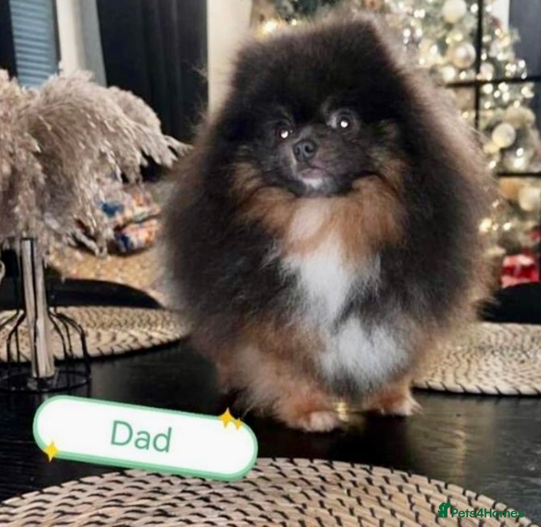 Pomeranian dogs for sale: Pomeranian Teddy Bear Male  - Image 4