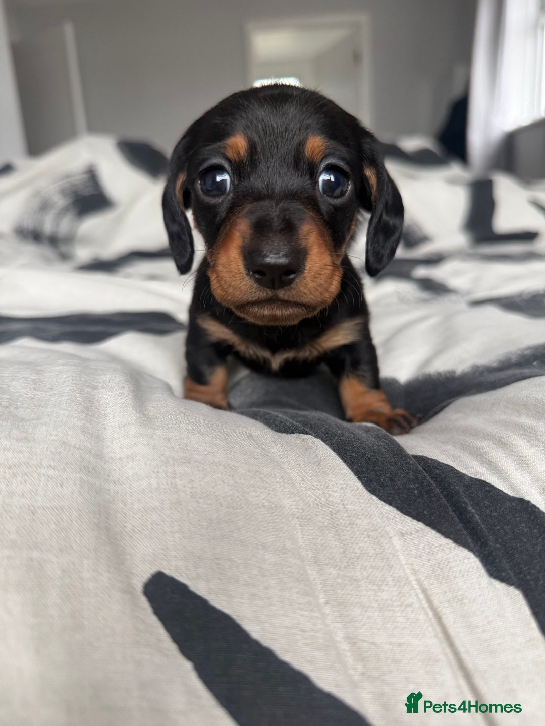 Miniature Dachshund dogs for sale: 4 x gorgeous miniature dachshund puppies  - Image 6