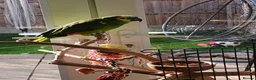 Parrots birds for sale: Blue fronted Amazon 8months - Advert 4