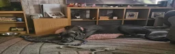 Great Dane dogs for sale: Loving great dane. - Advert 4