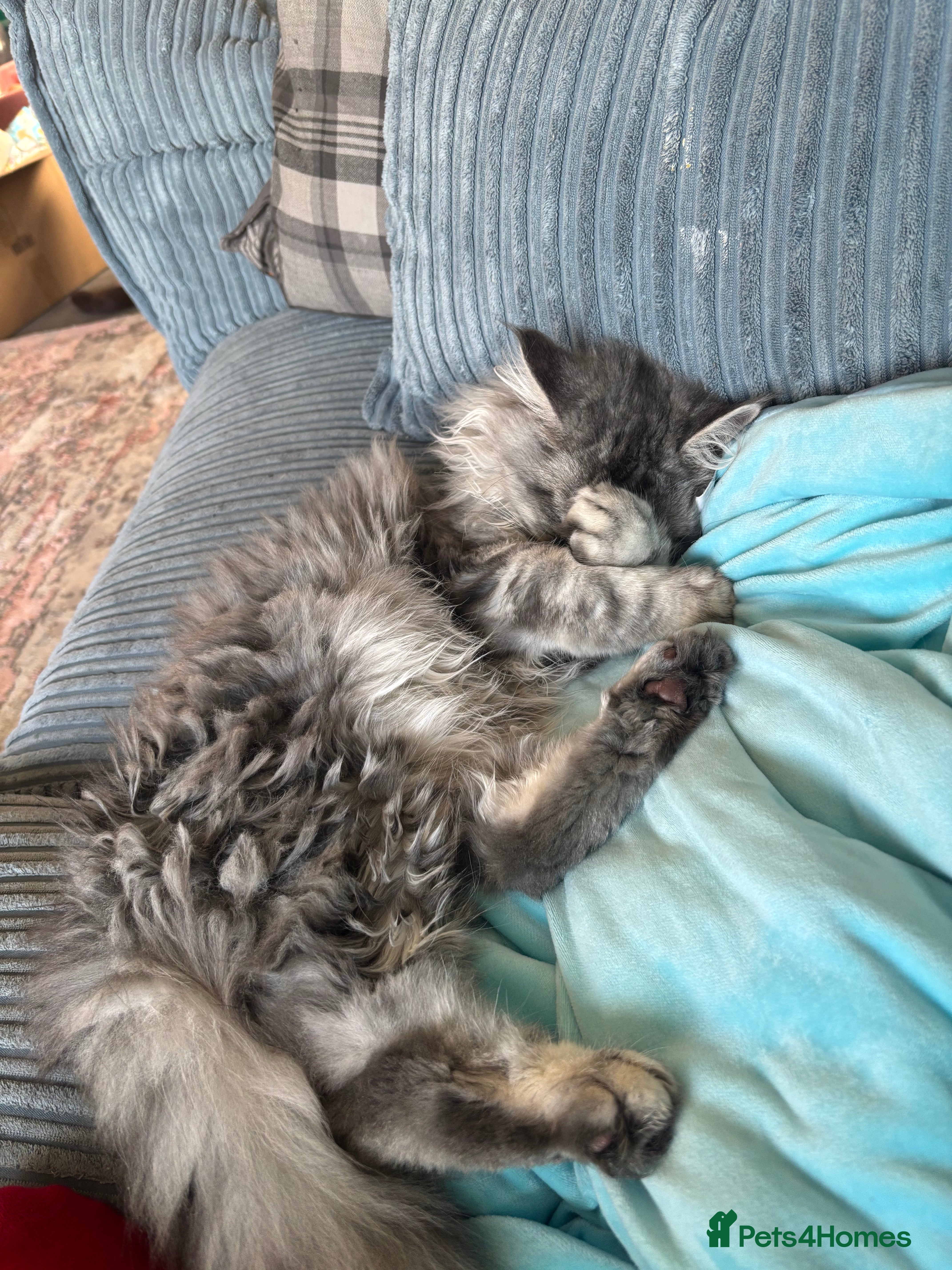 Maine Coon cats Stunning Maine coon  - Advert 13