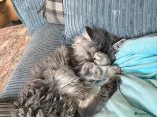 Maine Coon cats Stunning Maine coon - Advert 13