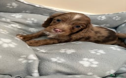 Cocker Spaniel dogs for sale: Cocker spaniel puppies - Image 5