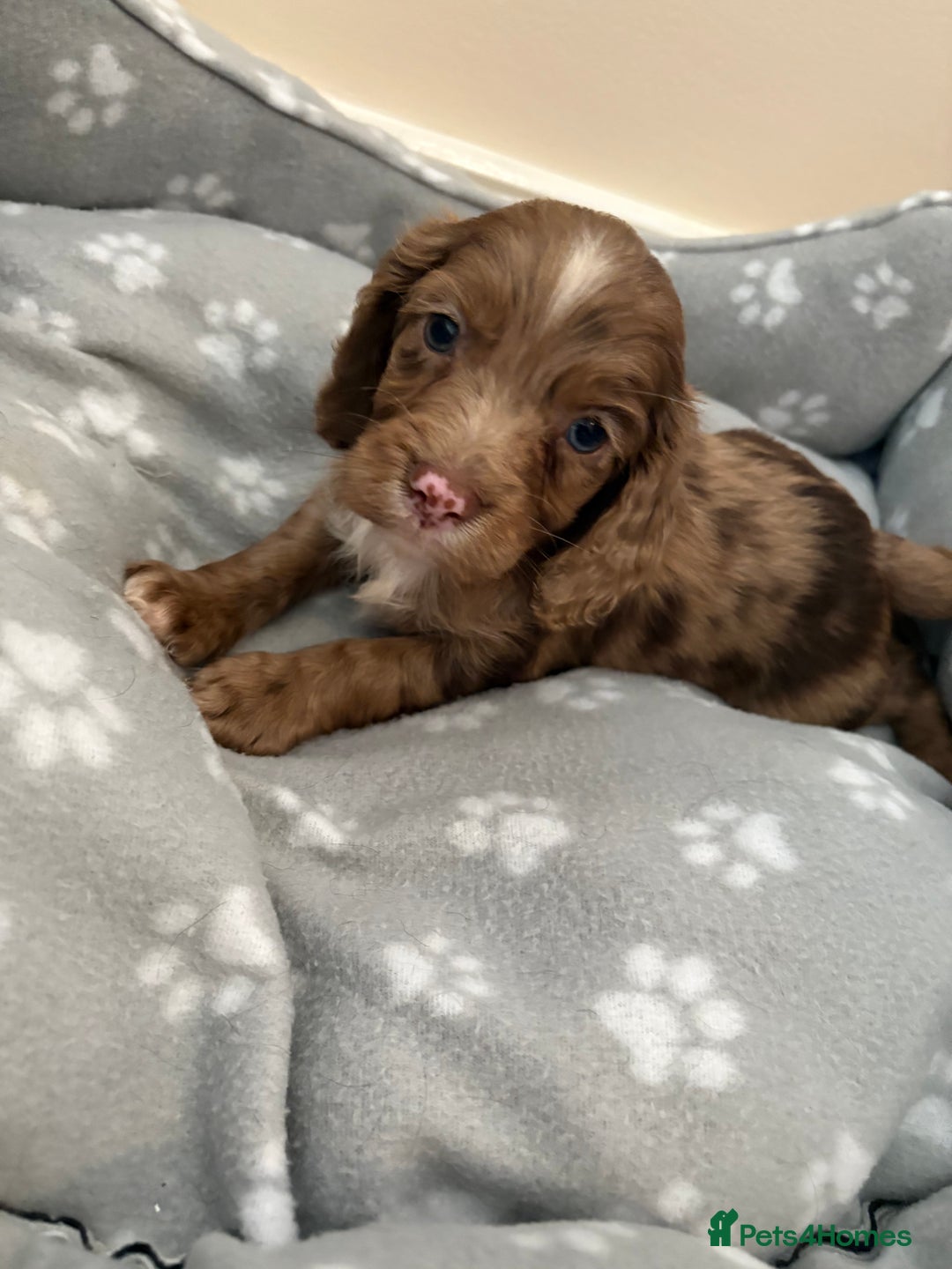 Cocker Spaniel dogs for sale: Cocker spaniel puppies - Image 5