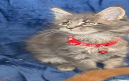 Maine Coon cats for sale: Pedigree MainCoon Kittens  - Image 13