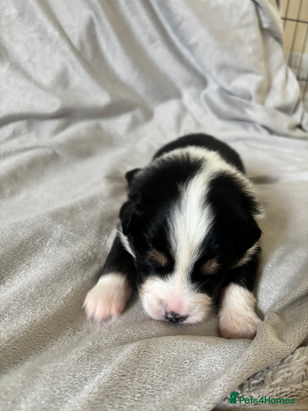 Australian Shepherd dogs for sale: KC registered Australian shepherd puppies  - Advert 15
