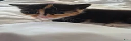 Mixed Breed cats for sale: Calico female kitten  - Advert 4