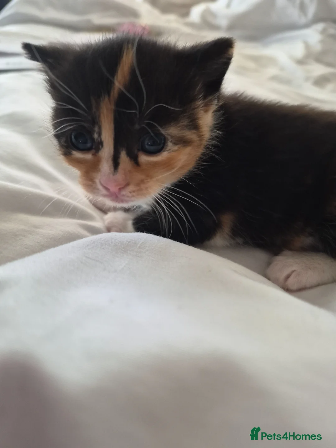 Mixed Breed cats for sale: Calico female kitten  - Advert 4