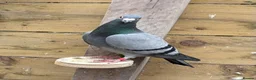 Pigeons birds for sale: Quality Racing pigeons for sale in Glasgow - Advert 3