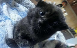 British Longhair cats for sale: Bibbles the kitten - Image 2