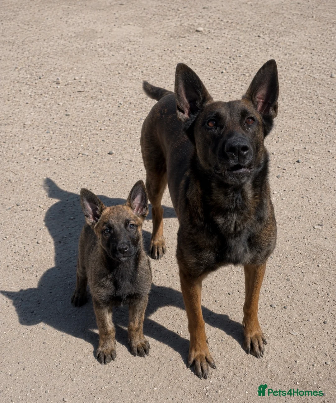 Belgian Shepherd Dog dogs for sale: Chunky WORKING LINE BELGIAN MALINOIS PUPPYS - Advert 27