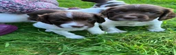 English Springer Spaniel dogs for sale: Springer spaniel pups in Colyton - Advert 3
