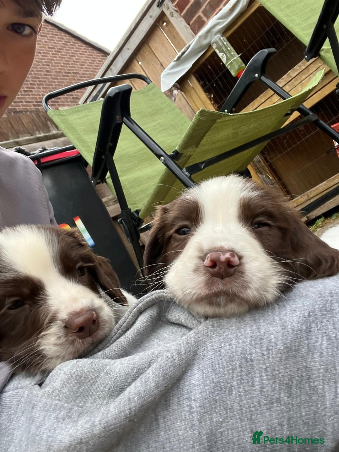 English Springer Spaniel dogs for sale: 1 boy springer spaniel  - Image 3