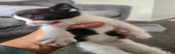 Mixed Breed cats for sale: Kittens - Advert 7