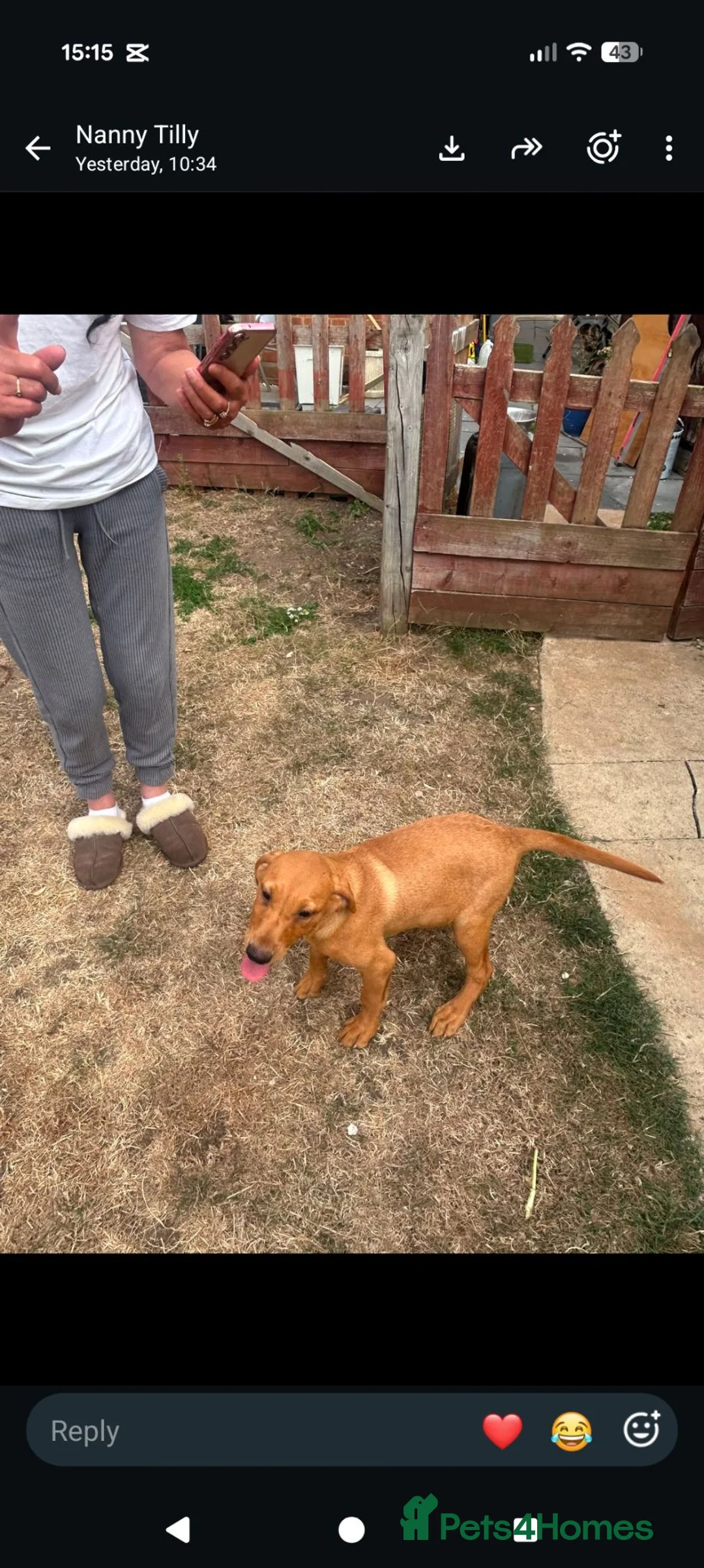 Labrador Retriever dogs for sale: 2 beautiful girl  Labrador Puppies  in Broadway - Advert 2