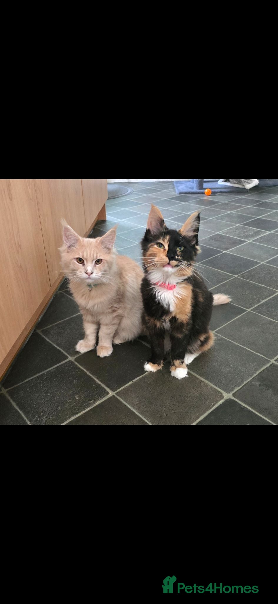 Maine Coon cats Male  - Advert 17