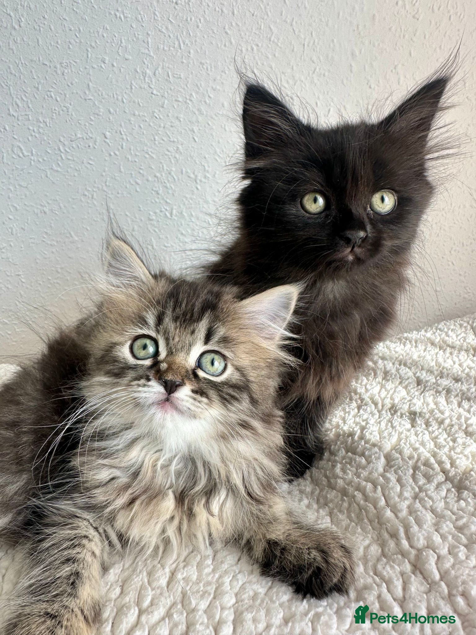 Siberian cats Beautiful Siberian Kittens - Advert 1