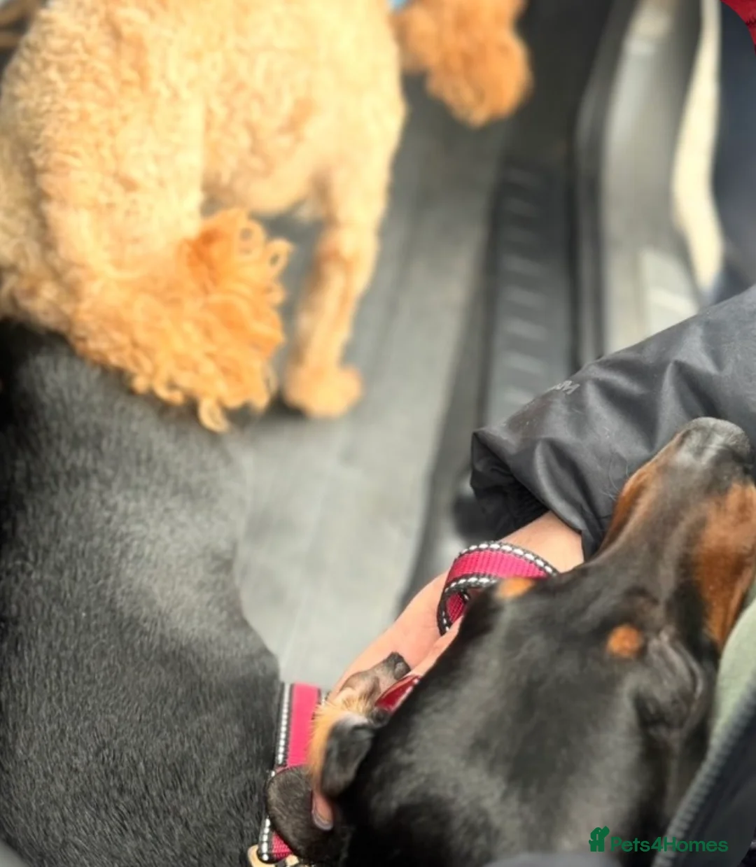 Doxiepoo dogs for sale: Beautifully bread Doxiepoos  - Advert 20