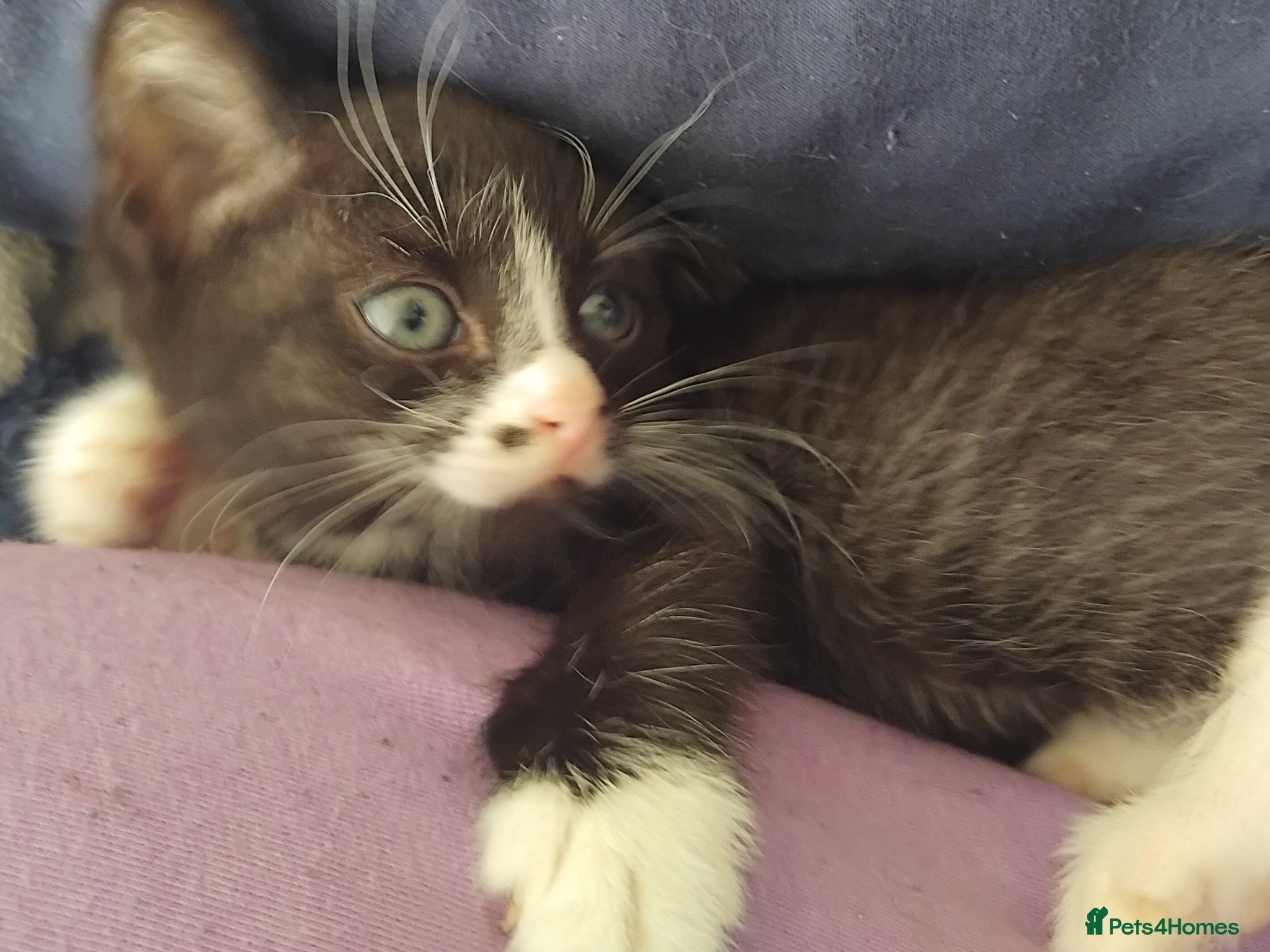 Mixed Breed cats Lul beasty - Advert 5