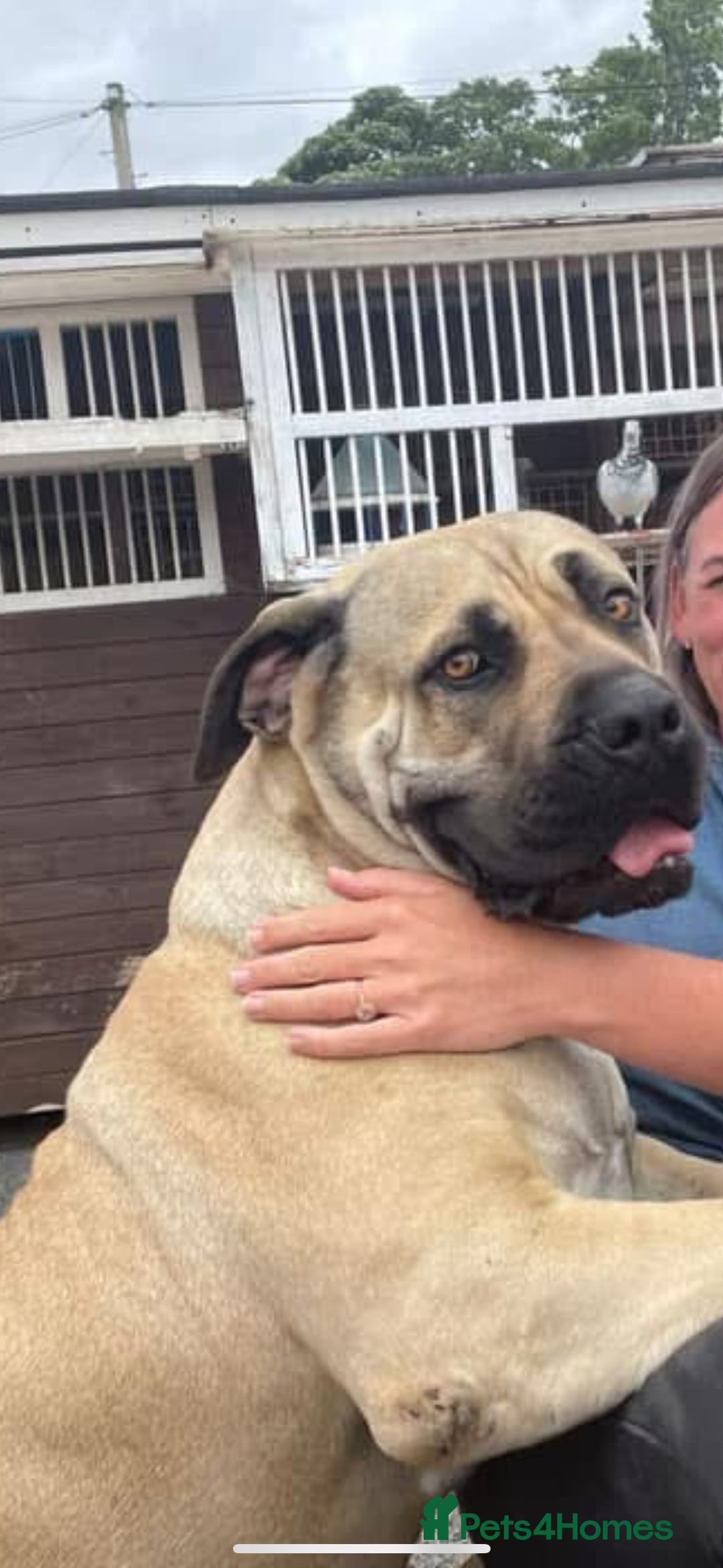 Boerboel dogs for sale: QUALITY NABBR REGISTERED PUPS!  - Advert 19