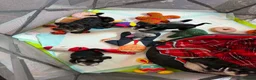 Miniature Schnauzer dogs for sale: 4 beautiful miniature schnauzer  in Dunstable - Advert 14