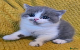 British Shorthair cats for sale: ONE GIRL LEFT GCCF reg BSH kittens - Image 28