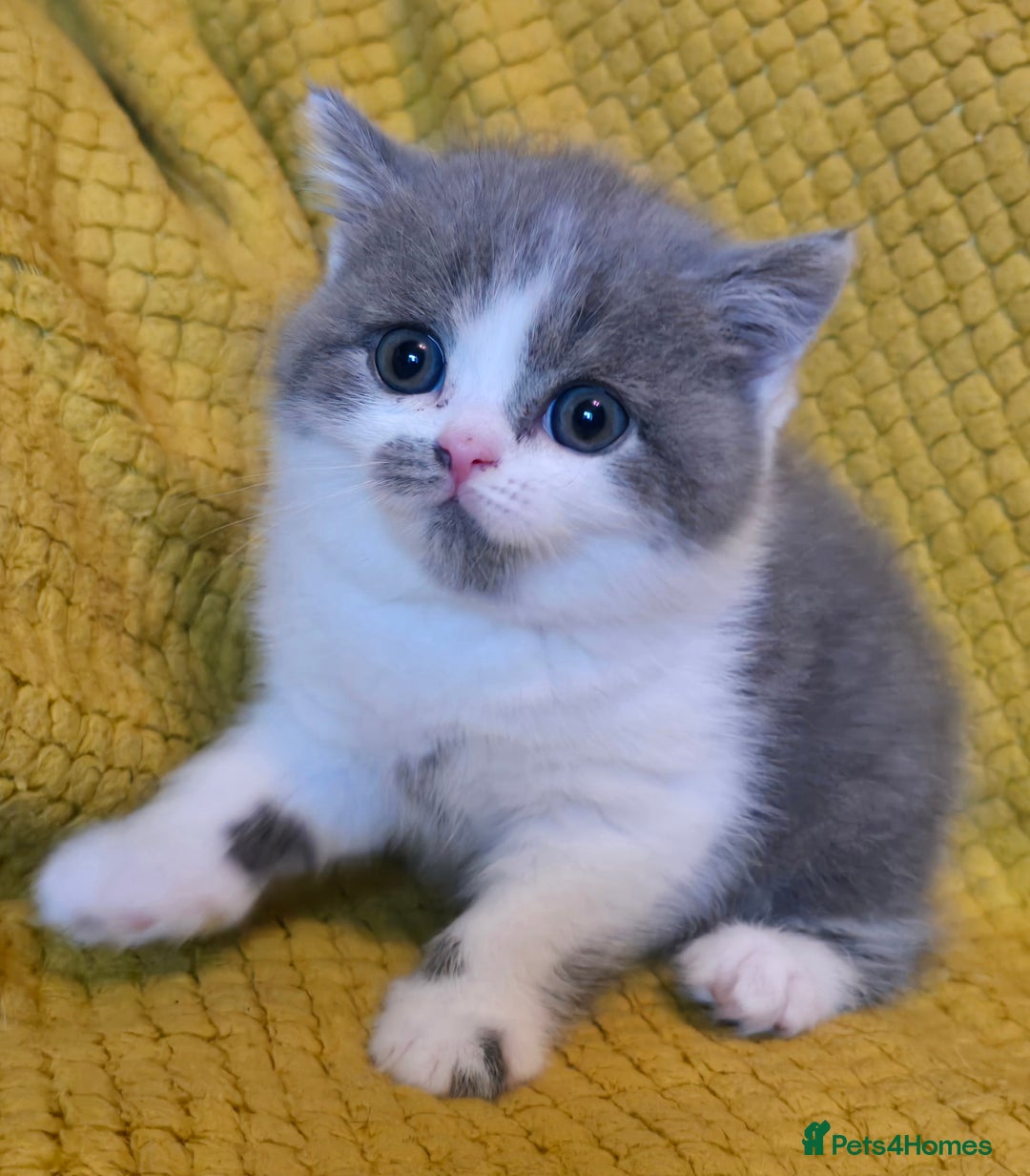 British Shorthair cats for sale: ONE GIRL LEFT GCCF reg BSH kittens - Image 28