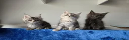Maine Coon cats for sale: GCCF-registered Maine Coon kittens. - Advert 12
