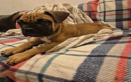 Mixed Breed dogs for sale: Bullmastiff x puppies 🐶  - Advert 34