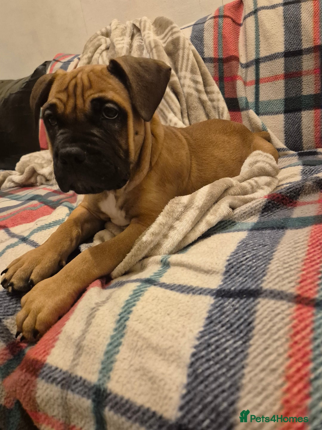 Mixed Breed dogs for sale: Bullmastiff x puppies 🐶  - Advert 34