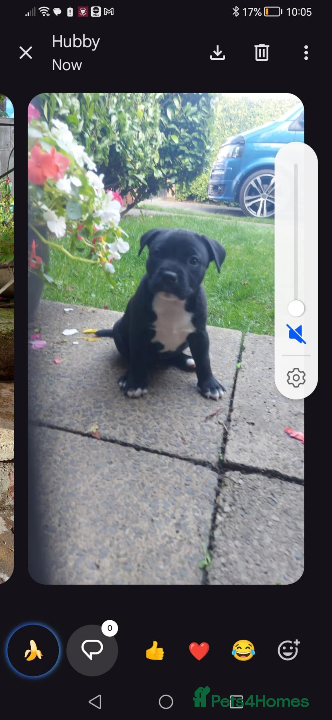 Mixed Breed dogs for sale: Staffordshire bull terrier cross American bulldog in Stockton-on-Tees - Advert 6
