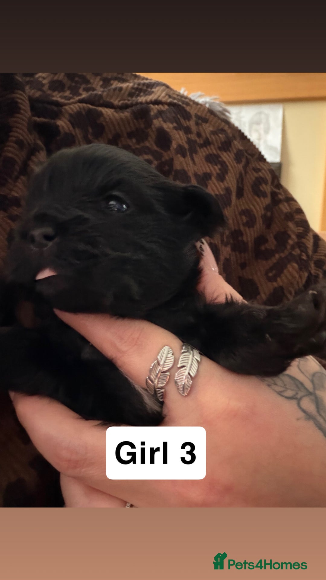 Shihpoo dogs for sale: Shitzu cross poodle puppies - Advert 6