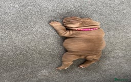 American Bully dogs for sale: Stunning pocket bullie’s  - Image 32