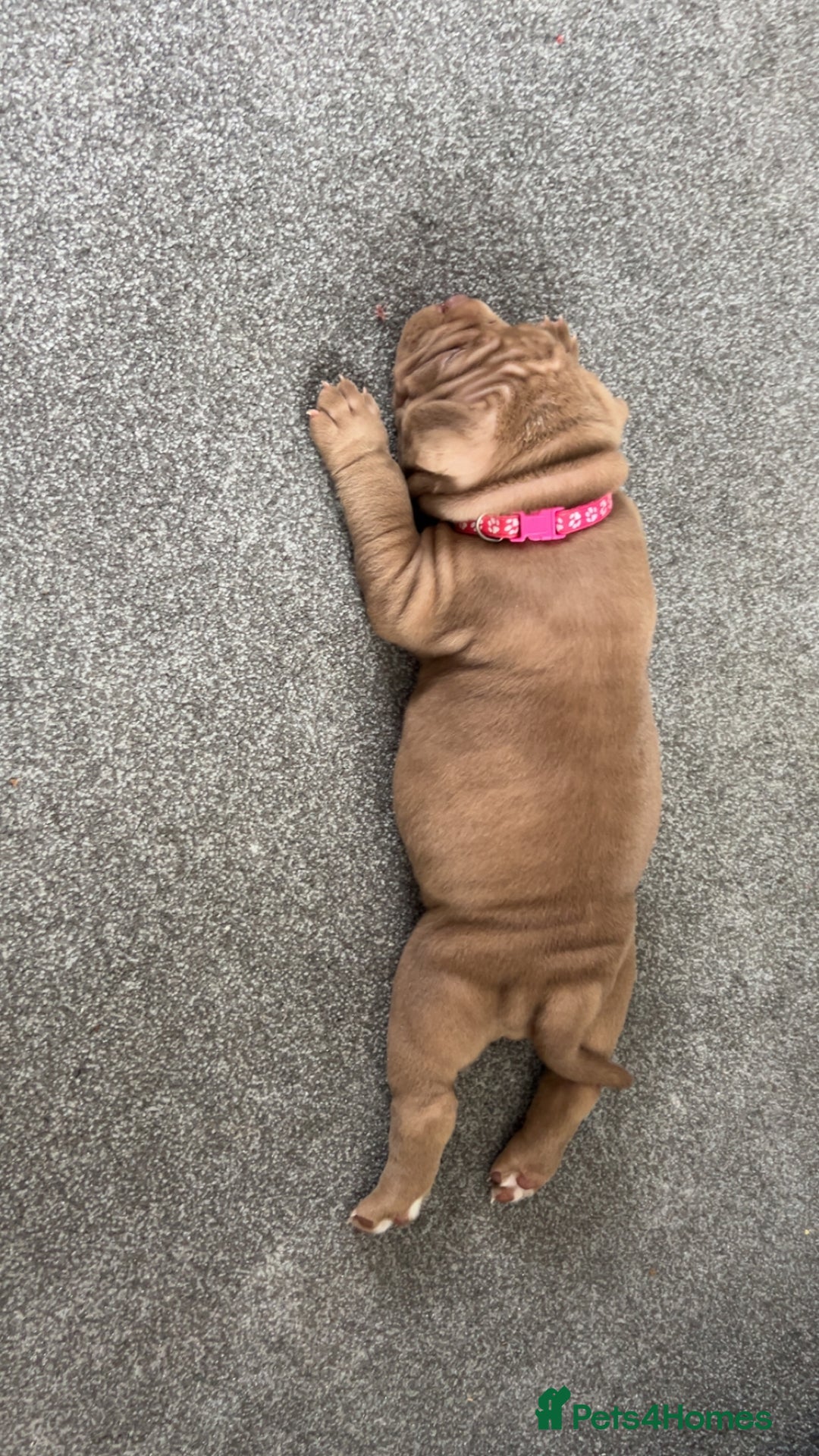 American Bully dogs for sale: Stunning pocket bullie’s  - Image 32