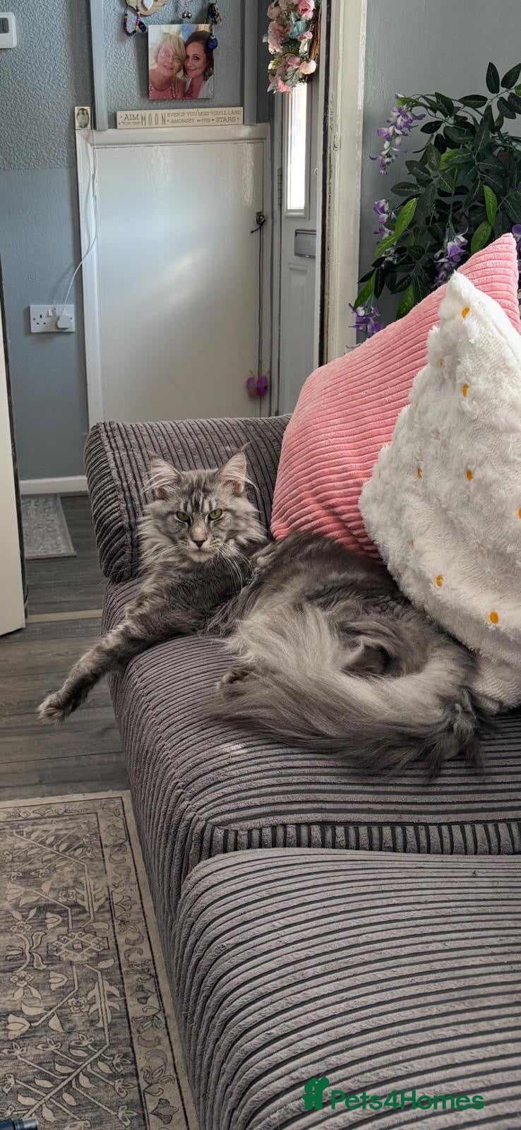 Maine Coon cats for sale: Male Main coone 3 years old grey  - Advert 2
