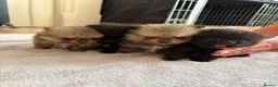 Pomeranian dogs for sale: Pomeranian puppies available for loving homes 💙💗 in Ilkeston - Advert 1