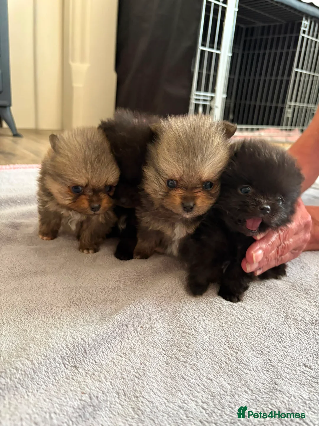 Pomeranian dogs for sale: Pomeranian puppies available for loving homes 💙💗 in Ilkeston - Advert 1