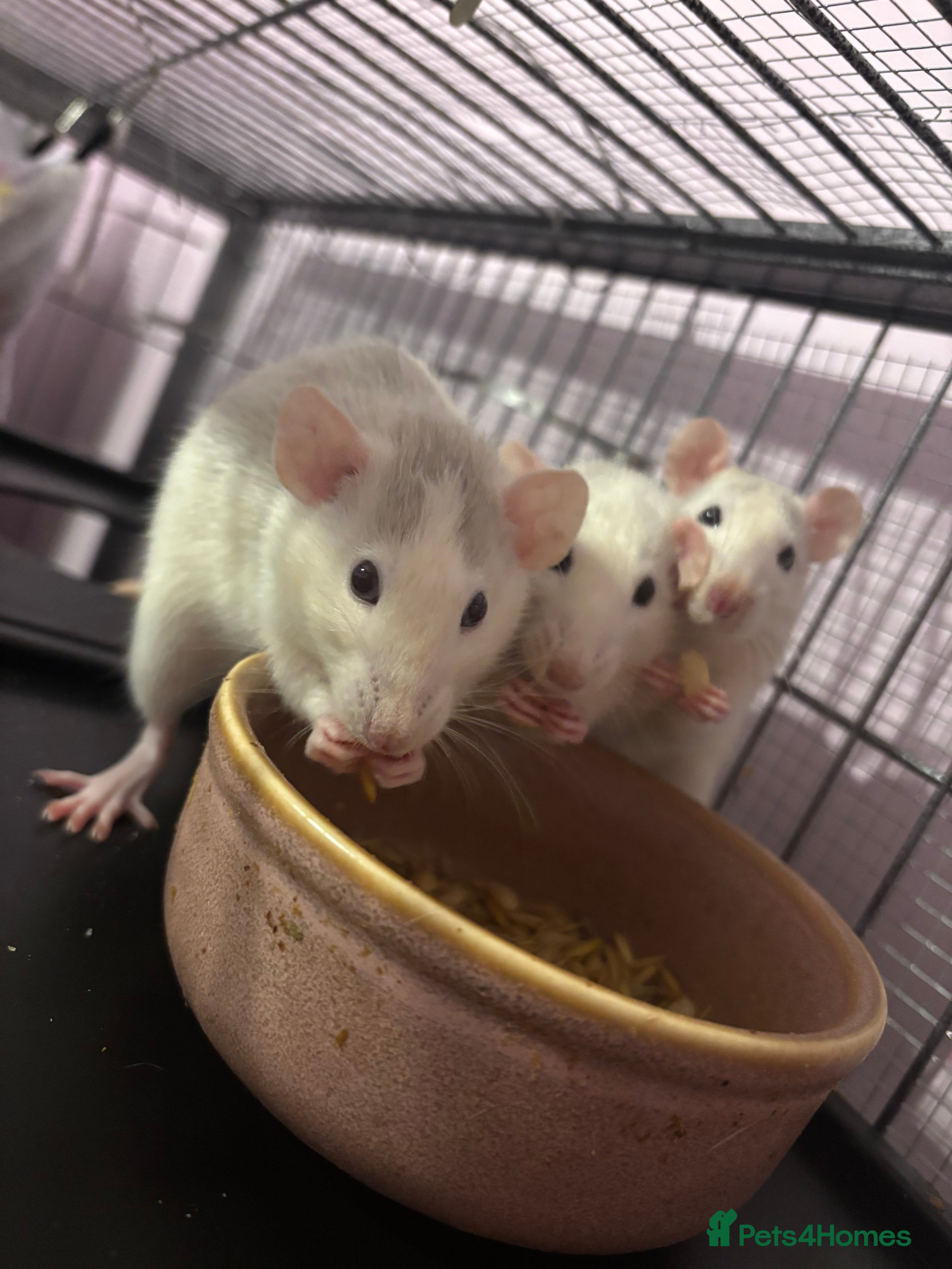 Rat rodents 3 female dumbo rats - Advert 1