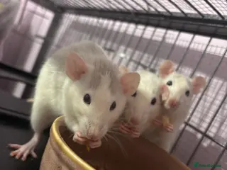 Rat rodents 3 female dumbo rats - Advert 1