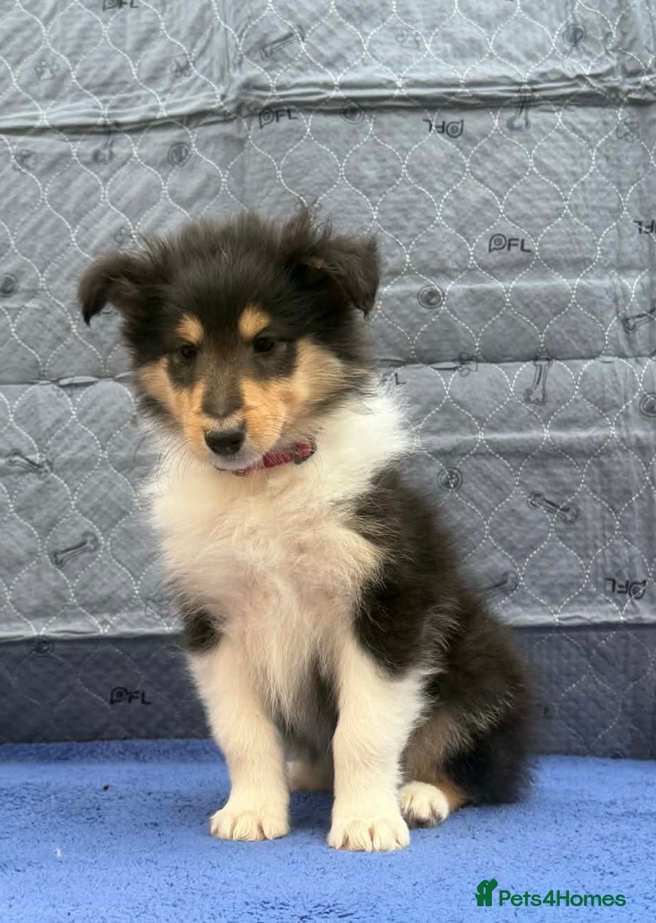 Rough Collie dogs 7 Gorgeous rough collie puppies for sale - Advert 2