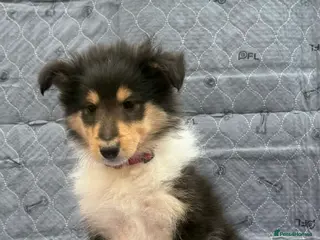 Rough Collie dogs 7 Gorgeous rough collie puppies for sale - Advert 2