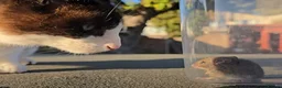 Domestic Shorthair cats for sale: Tuxedo. Direct Rehome  - Advert 8