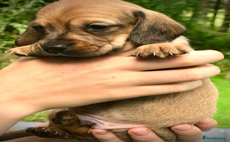 Dachshund dogs - Advert 3
